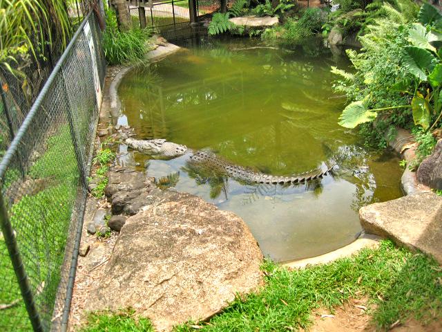 A 396 Rainforest Park a Kuranda.jpg